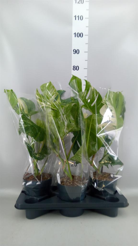 Горшечные цветы и растения оптом Monstera Delic. variegata от 3шт из Голландии с доставкой по России