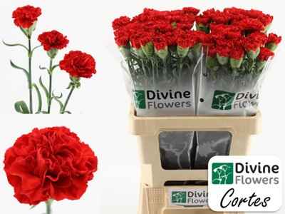 Срезанные цветы оптом Dianthus st cortes от 80шт из Голландии с доставкой по России