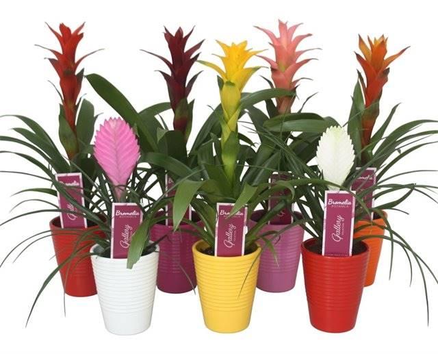 Горшечные цветы и растения оптом Bromelia Gemengd In 5 Kleuren Ribbe от 11шт из Голландии с доставкой по России