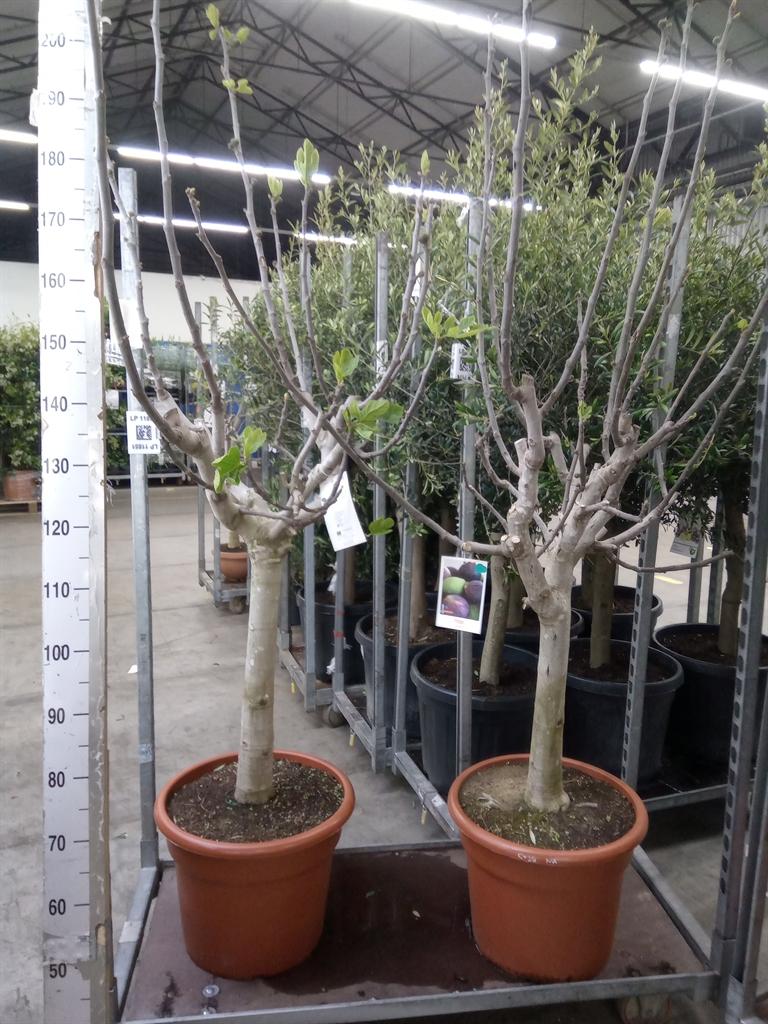 Горшечные цветы и растения оптом Ficus Carica от 1шт из Голландии с доставкой по России