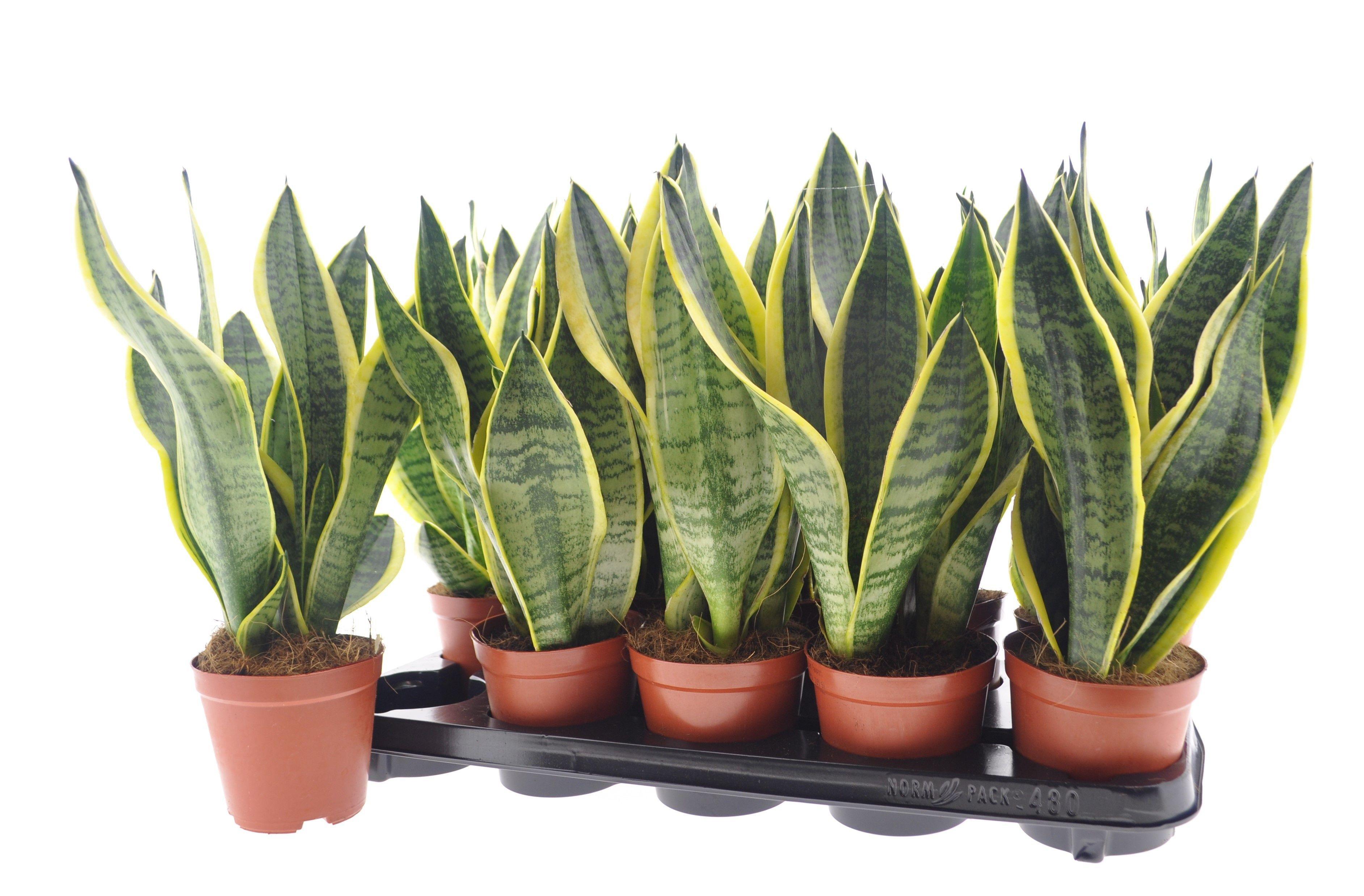 Горшечные цветы и растения оптом Sansev Futura Superb от 10шт из Голландии с доставкой по России