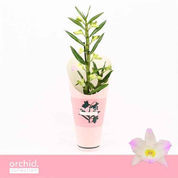 Горшечные цветы и растения оптом Den Nobilé 1st Kumiko Orchid Collection от 6шт из Голландии с доставкой по России