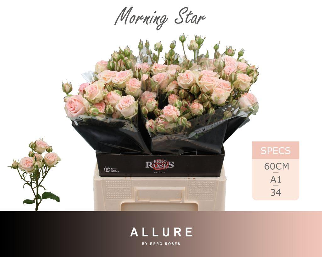 Срезанные цветы оптом Rosa spray morning star от 30шт из Голландии с доставкой по России