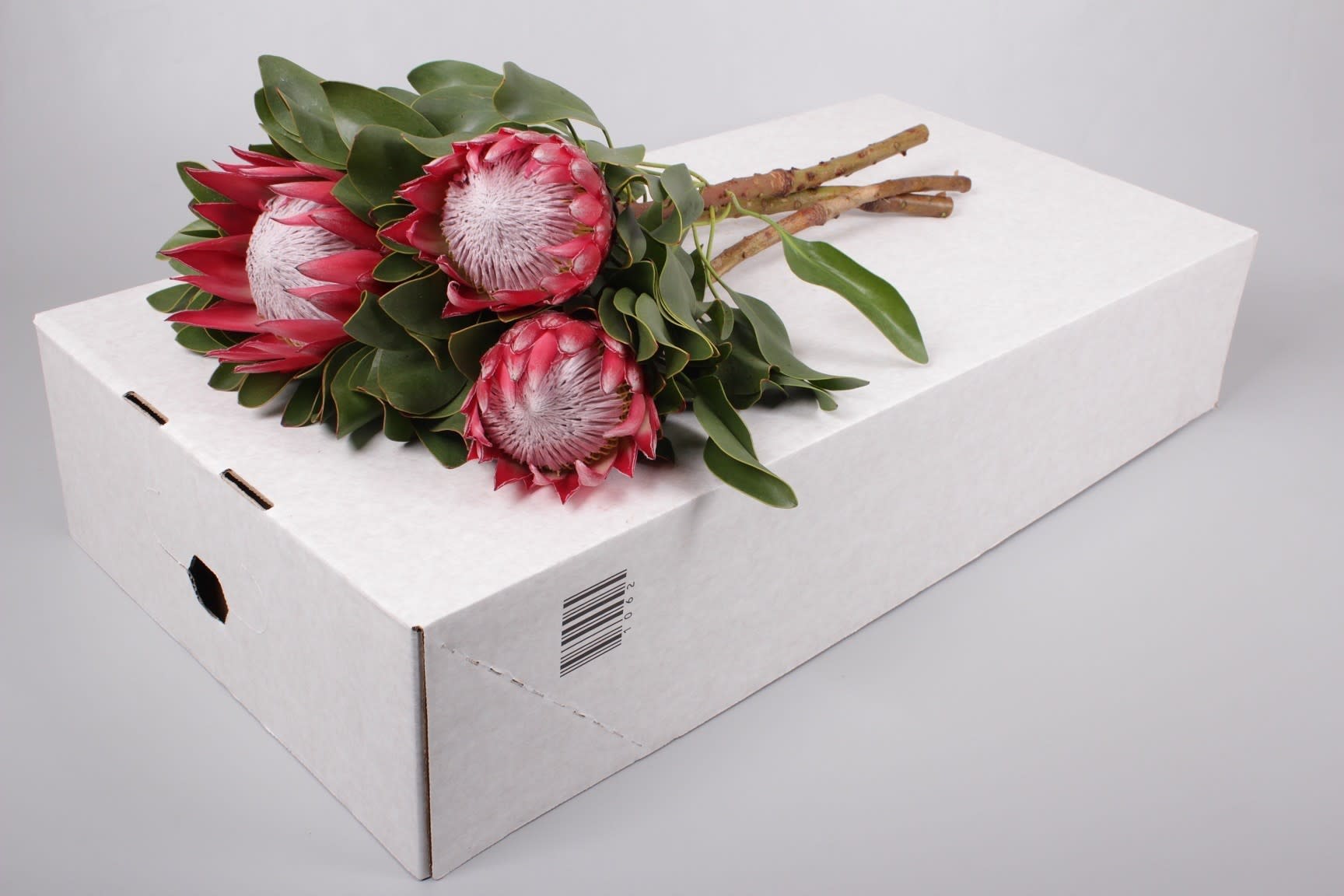 Срезанные цветы оптом Protea king madiba от 5шт из Голландии с доставкой по России