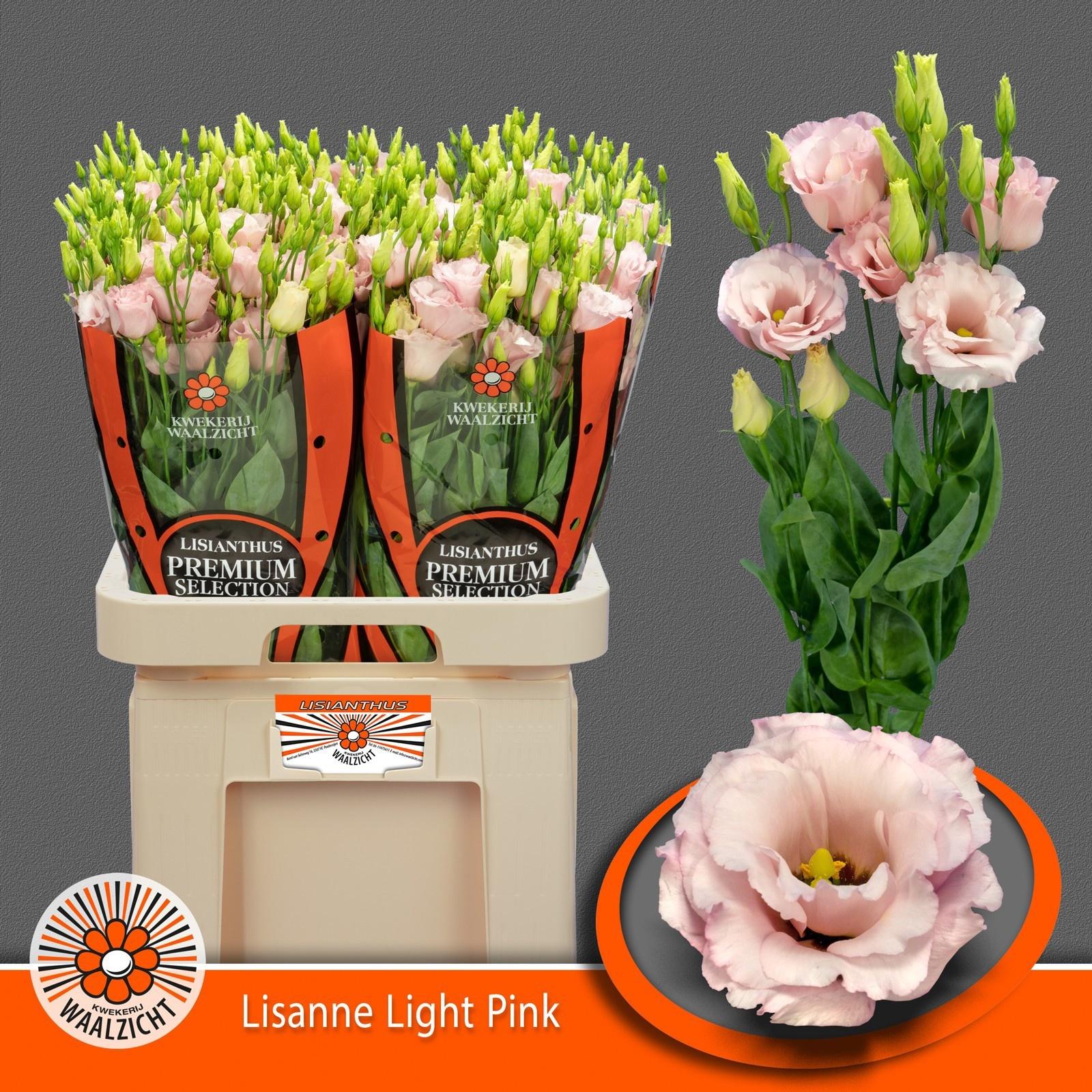 Срезанные цветы оптом Lisianthus do lisanne light pink от 20шт. из Голландии с доставкой по России