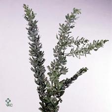 Срезанные цветы оптом Mimosa baileyana от 20шт из Голландии с доставкой по России