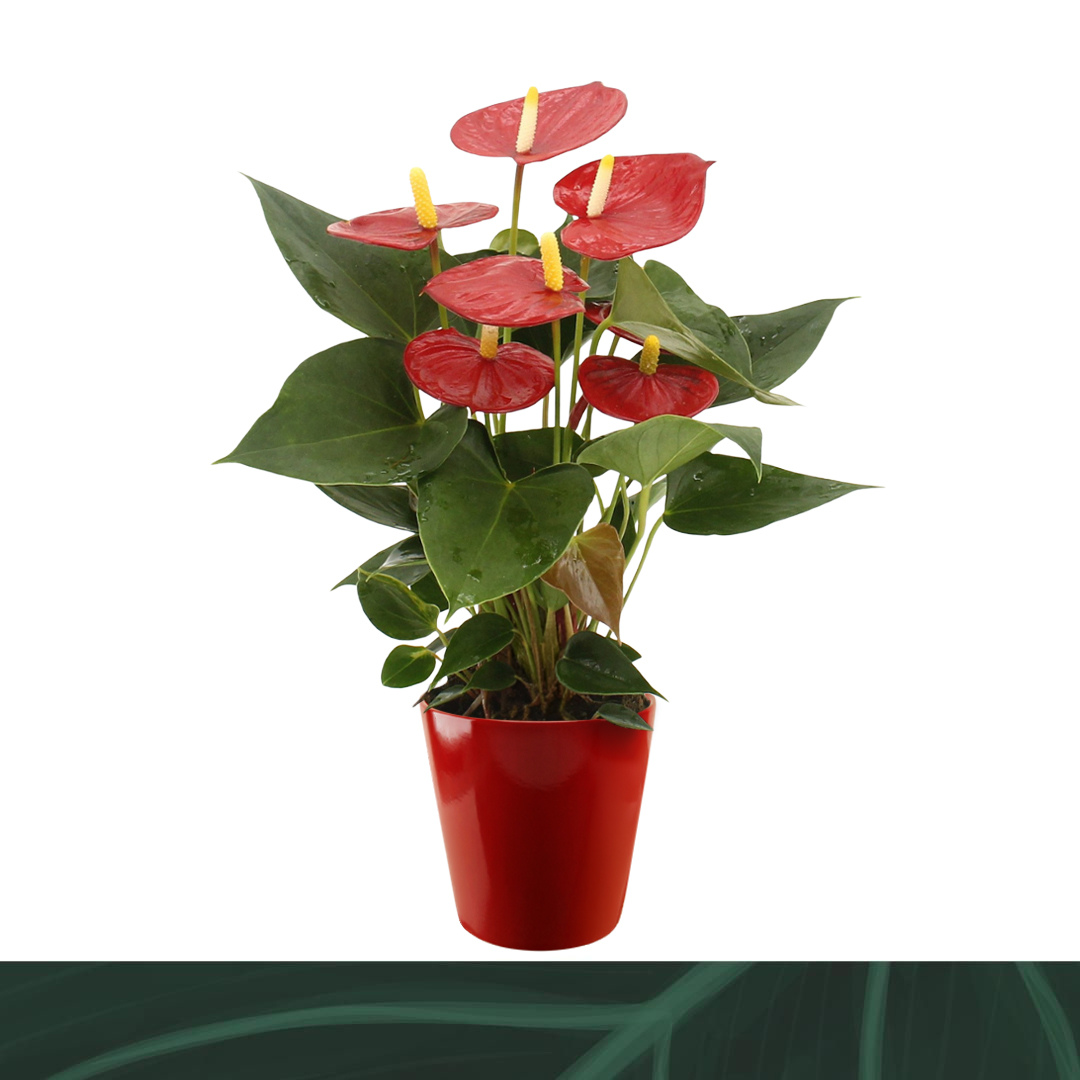 Горшечные цветы и растения оптом Anth An Aristo Red Ceramic 5+ (amazone) от 6шт из Голландии с доставкой по России