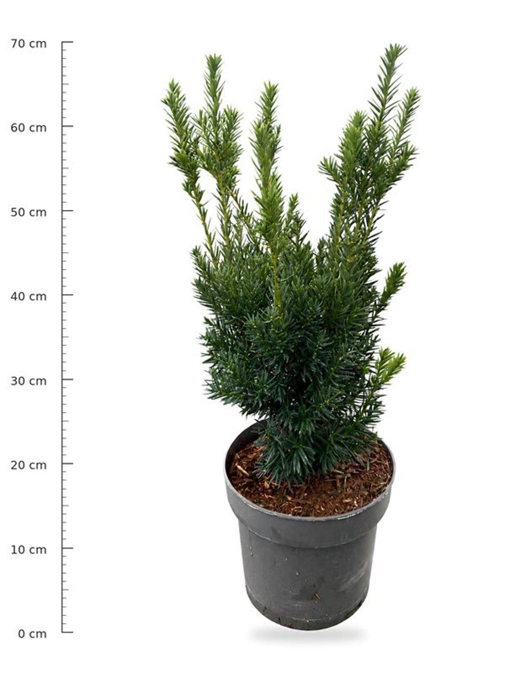 Горшечные цветы и растения оптом Taxus Cuspidata Nana от 1шт из Голландии с доставкой по России