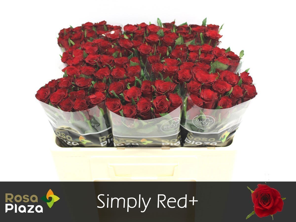 Срезанные цветы оптом Rosa large simply red от 100шт из Голландии с доставкой по России