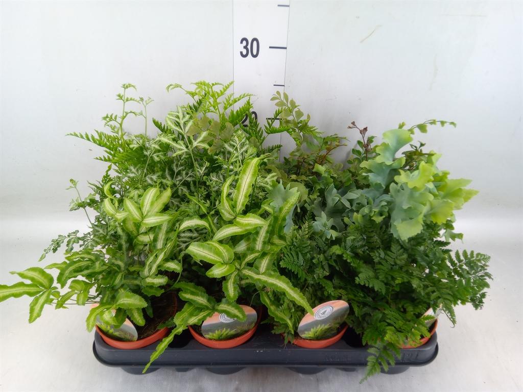 Горшечные цветы и растения оптом Ferns   ...mix от 12шт (для телеги) из Голландии с доставкой по России