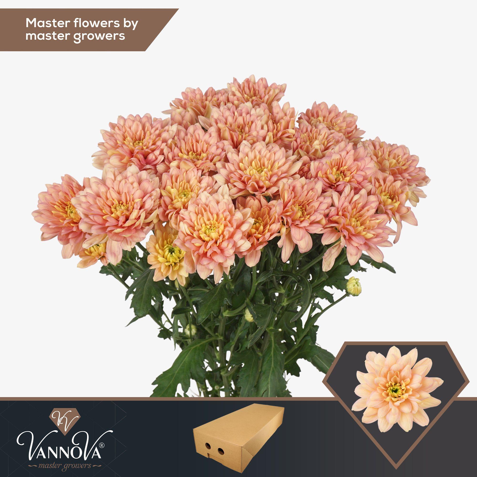 Срезанные цветы оптом Chrys sp baltica salmon от 80шт из Голландии с доставкой по России