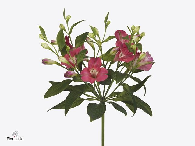 Срезанные цветы оптом Alstroemeria fl noa от 80шт.. из Голландии с доставкой по России