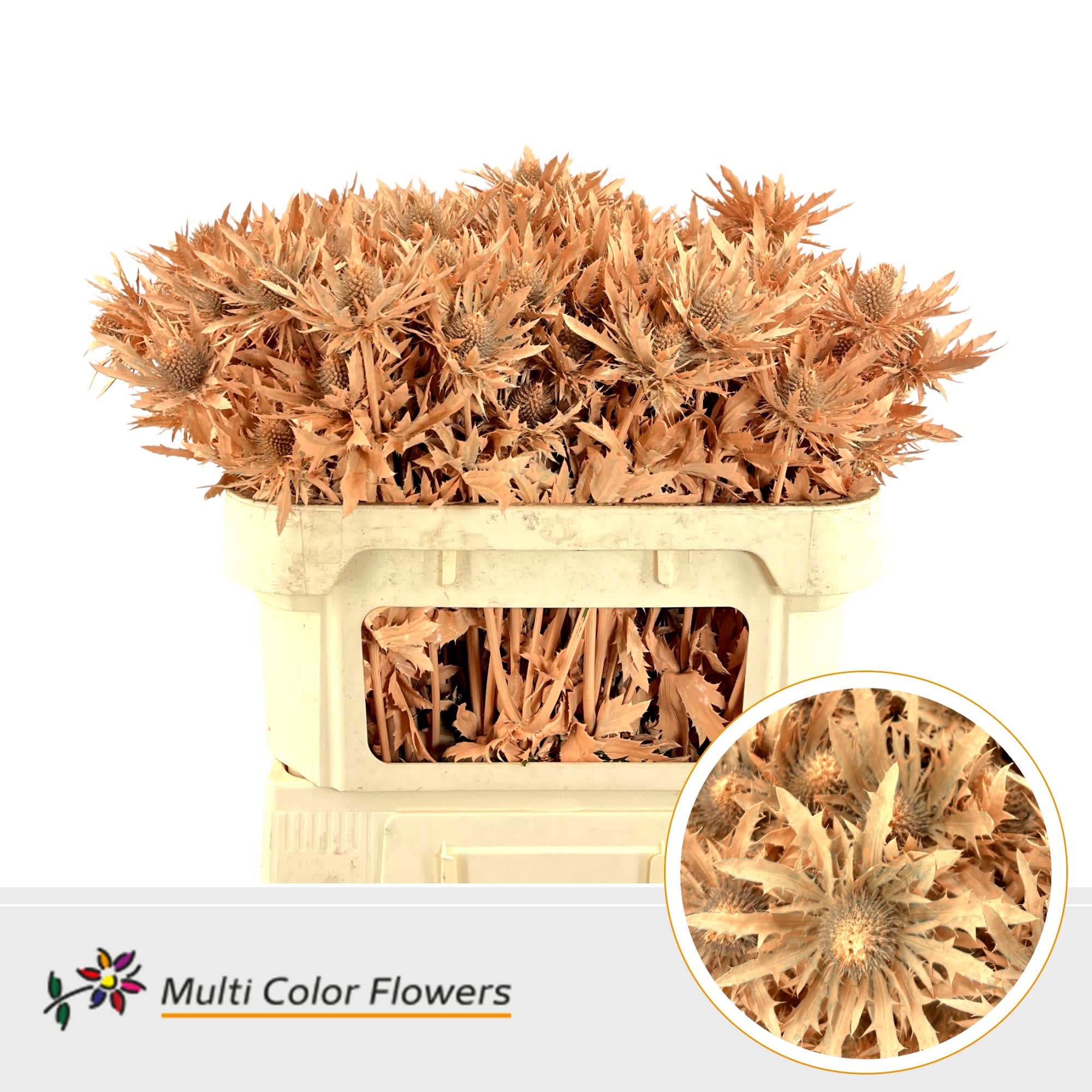 Срезанные цветы оптом Eryngium paint apricot от 30шт из Голландии с доставкой по России