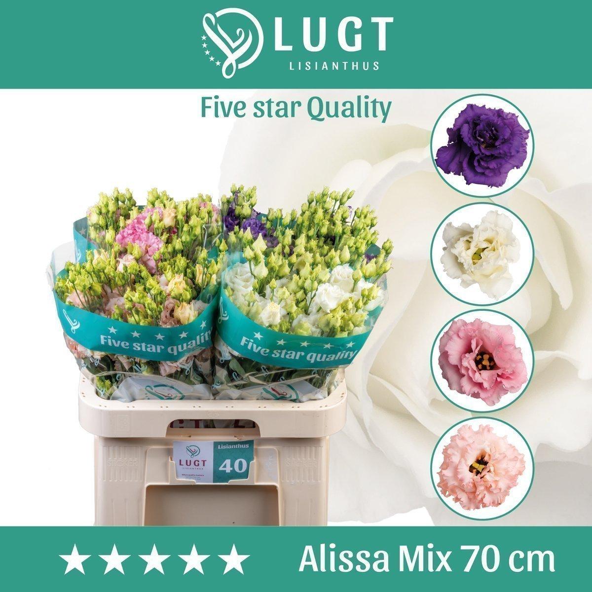 Срезанные цветы оптом Lisianthus do alissa mix in bucket от 40шт.. из Голландии с доставкой по России