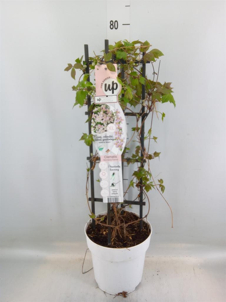 Горшечные цветы и растения оптом Clematis Alpina от 1шт из Голландии с доставкой по России