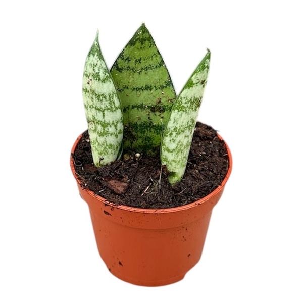 Горшечные цветы и растения оптом Sansevieria Everest от 1шт (для телеги) из Голландии с доставкой по России
