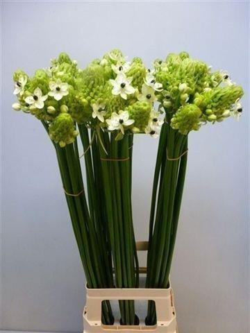 Срезанные цветы оптом Ornithogalum saundersiae от 50шт из Голландии с доставкой по России