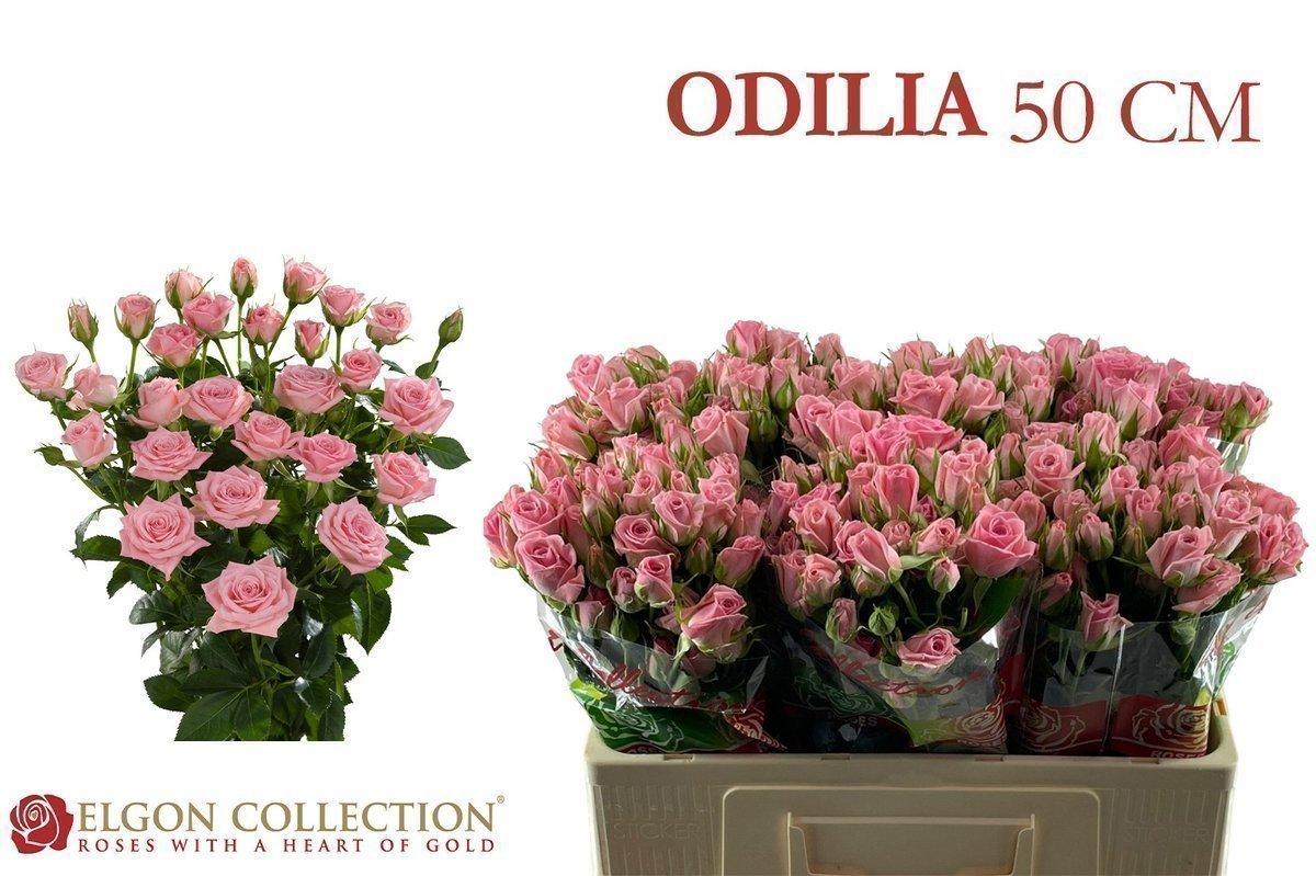 Срезанные цветы оптом Rosa spray odilia от 300шт из Голландии с доставкой по России
