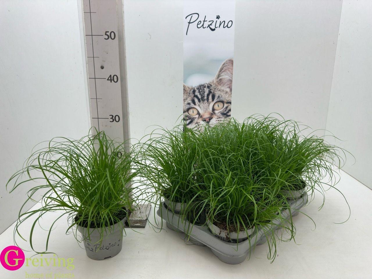 Горшечные цветы и растения оптом Cyper Alt Zumula от 6шт из Голландии с доставкой по России