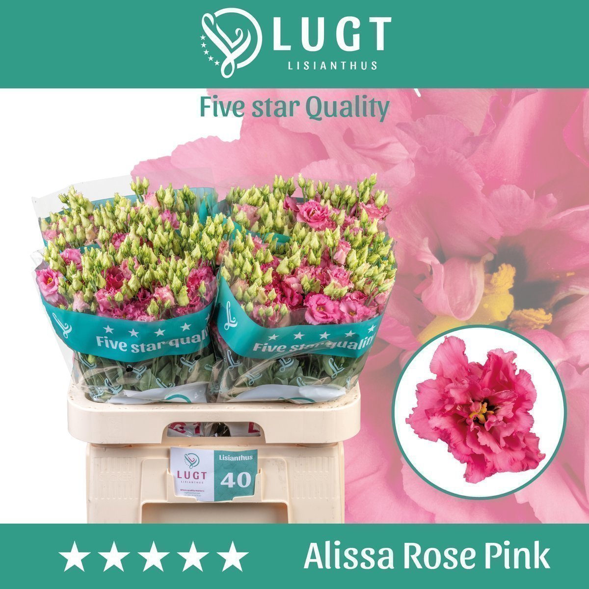Срезанные цветы оптом Lisianthus do alissa rose pink от 40шт из Голландии с доставкой по России