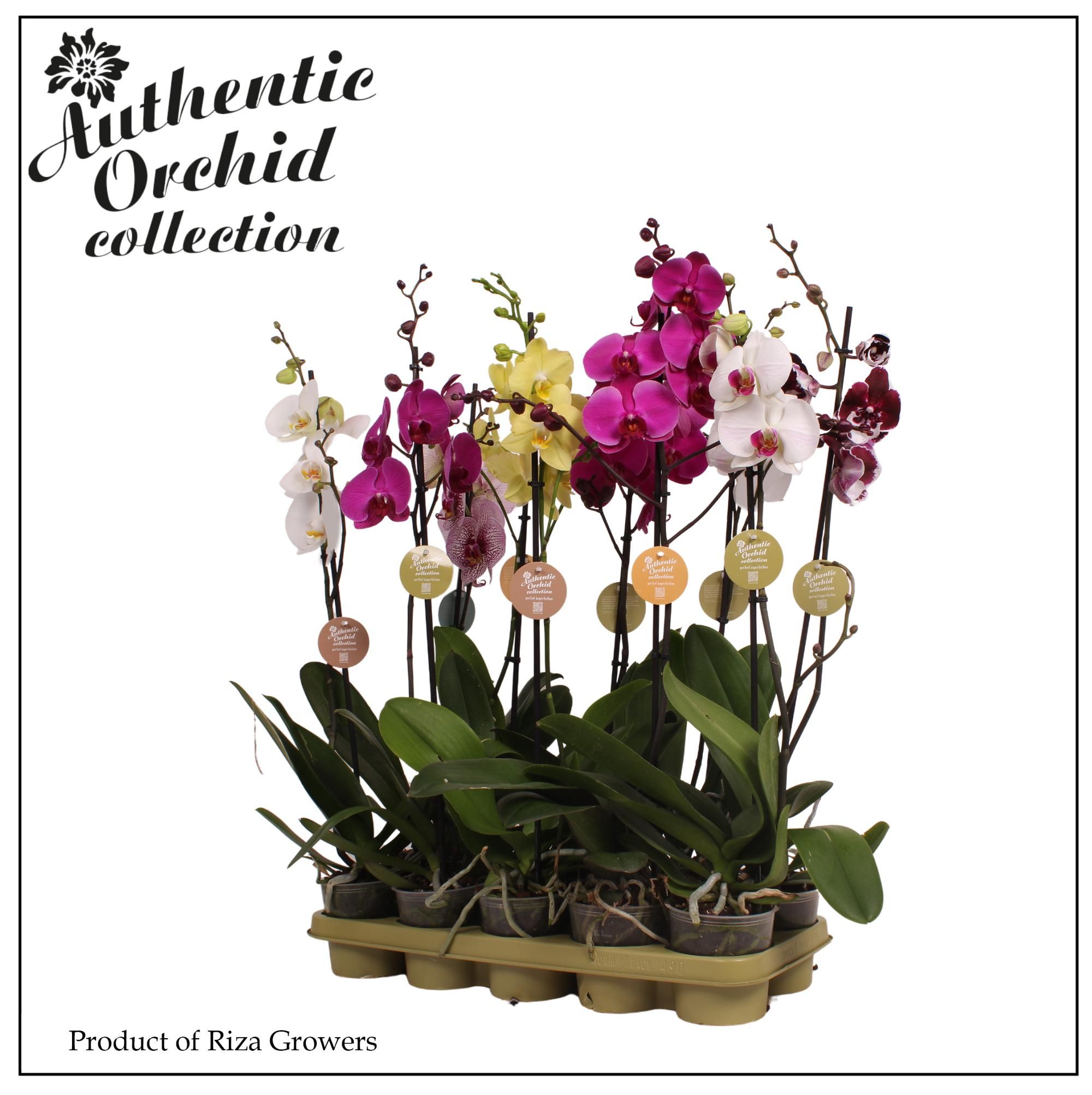 Горшечные цветы и растения оптом Phal 1st Authentic Mix 5+ (orchid Growers) от 10шт из Голландии с доставкой по России