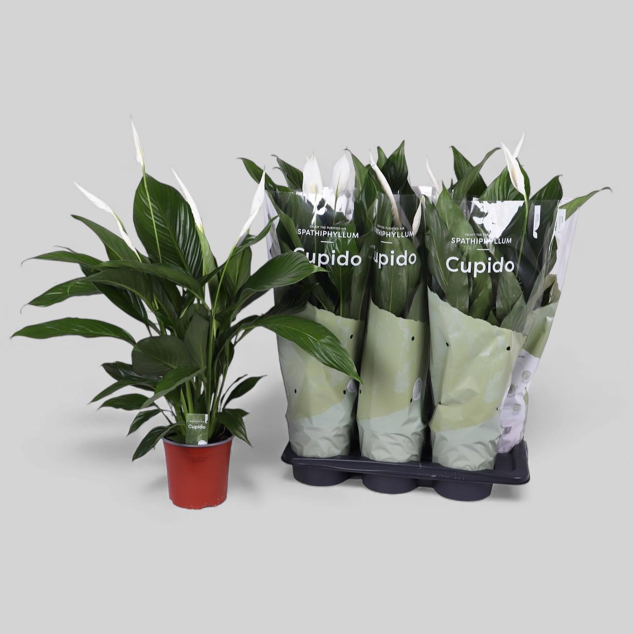 Горшечные цветы и растения оптом Spath Bingo Cupido от 6шт из Голландии с доставкой по России