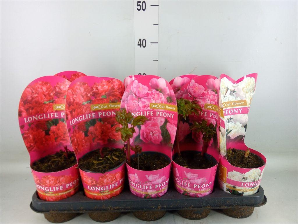 Горшечные цветы и растения оптом Paeonia   ...mix от 10шт из Голландии с доставкой по России