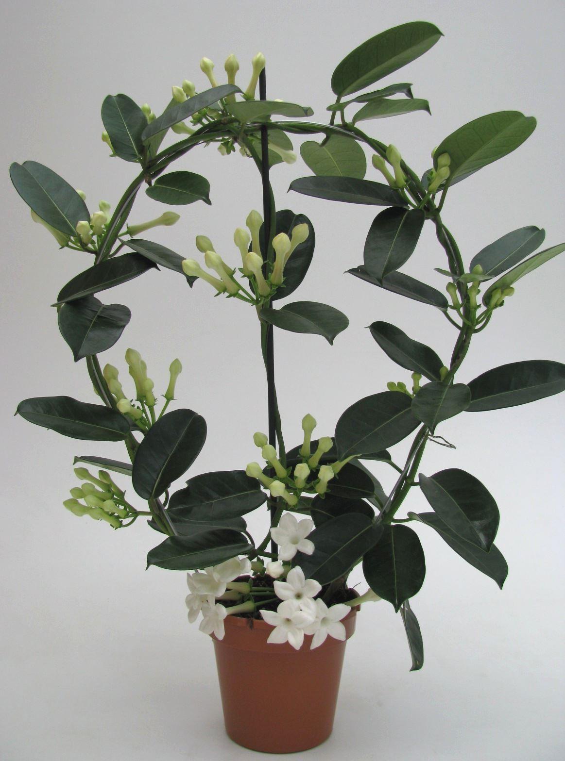 Горшечные цветы и растения оптом Stephanotis Floribunda   ... от 6шт из Голландии с доставкой по России