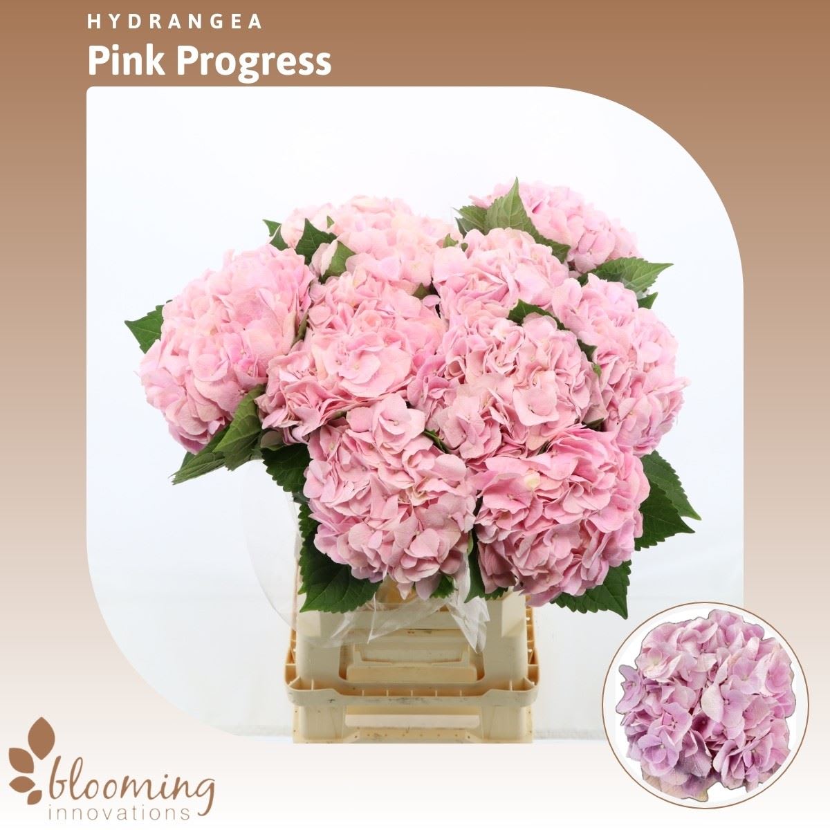 Срезанные цветы оптом Hydrangea pink progress от 10шт из Голландии с доставкой по России