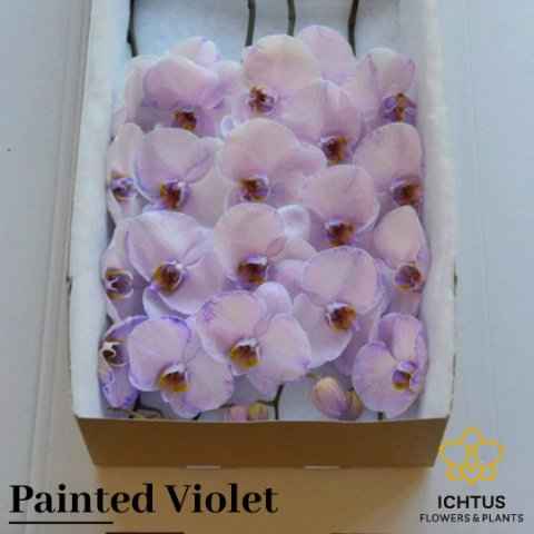 Срезанные цветы оптом Phalaenopsis paint violet от 6шт. из Голландии с доставкой по России