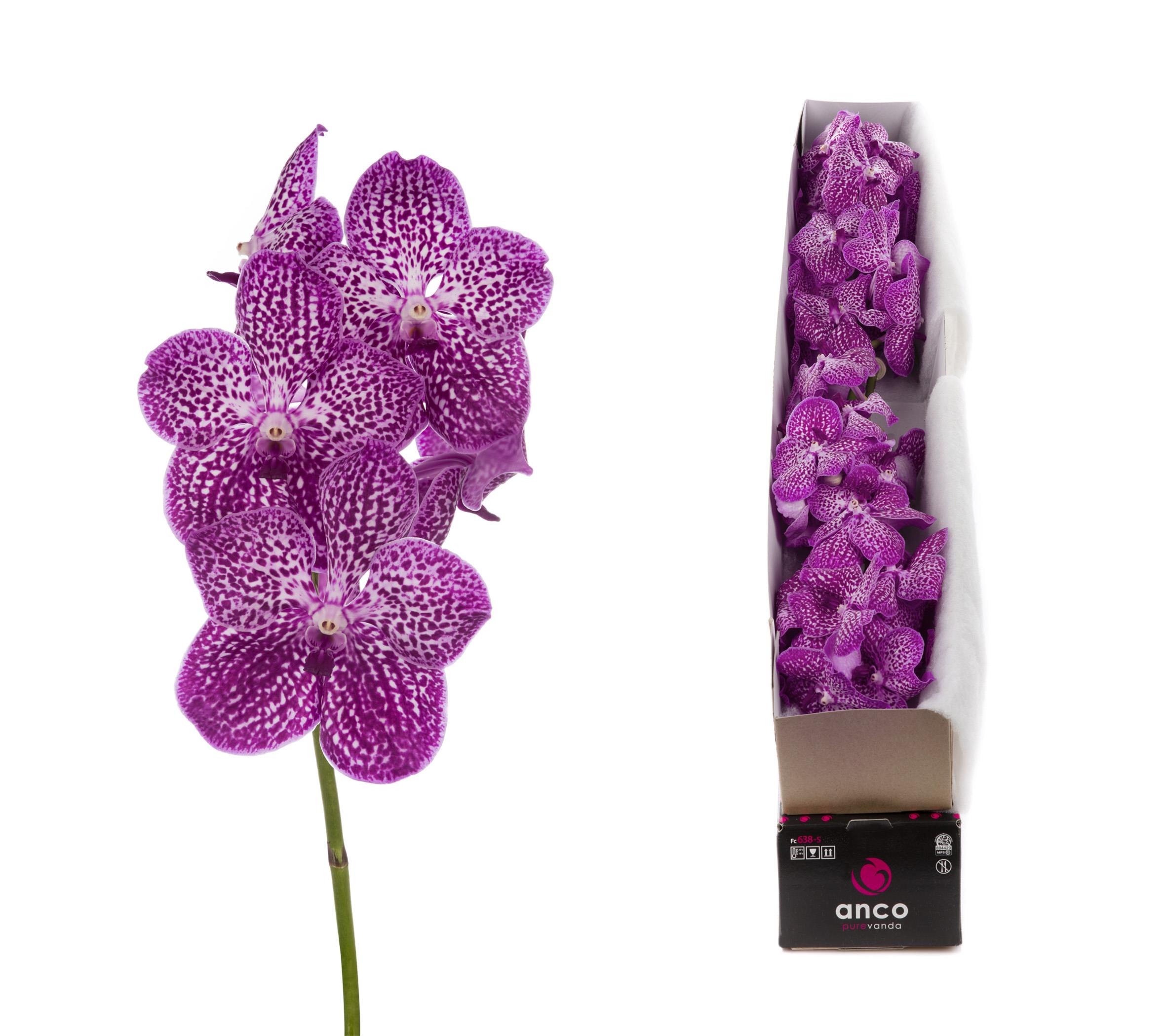 Срезанные цветы оптом Vanda pink spotty per stem от 4шт из Голландии с доставкой по России