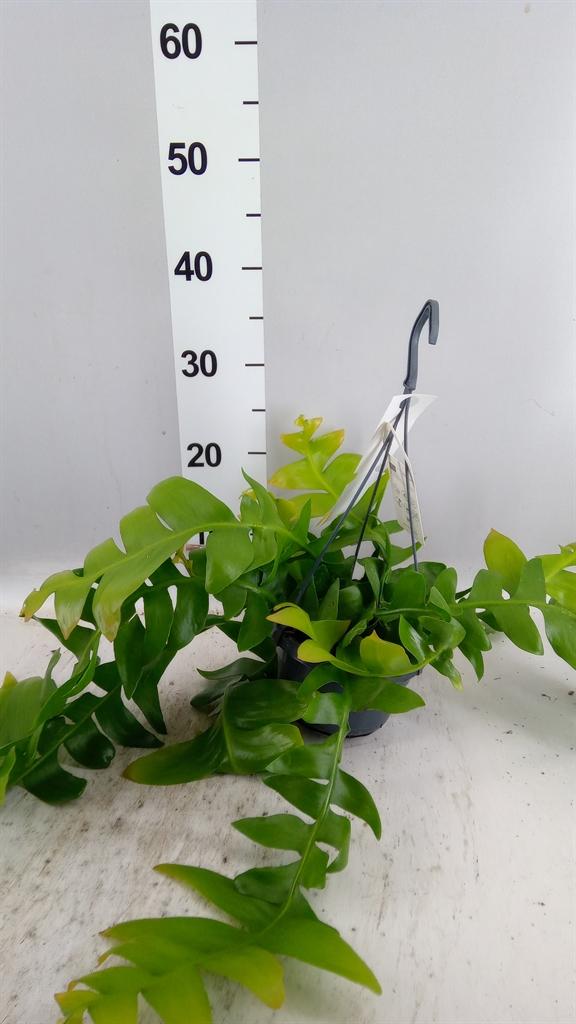 Горшечные цветы и растения оптом Epiphyllum ... A от 1шт из Голландии с доставкой по России