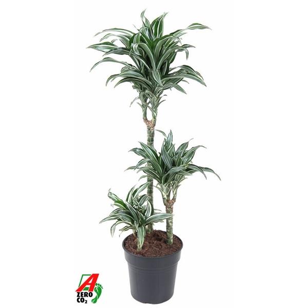 Горшечные цветы и растения оптом Drac Jade Jewel 60-30-15 от 1шт из Голландии с доставкой по России