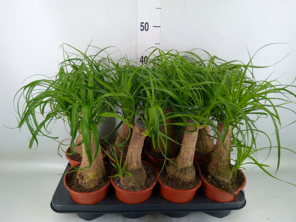 Горшечные цветы и растения оптом Beaucarnea Recurvata от 8шт из Голландии с доставкой по России