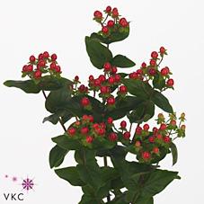 Срезанные цветы оптом Hypericum coco rio от 80шт из Голландии с доставкой по России