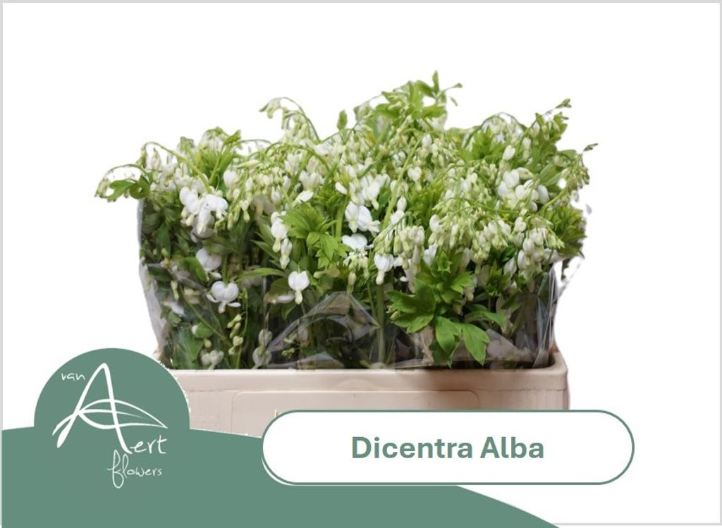 Срезанные цветы оптом Dicentra alba от 80шт из Голландии с доставкой по России