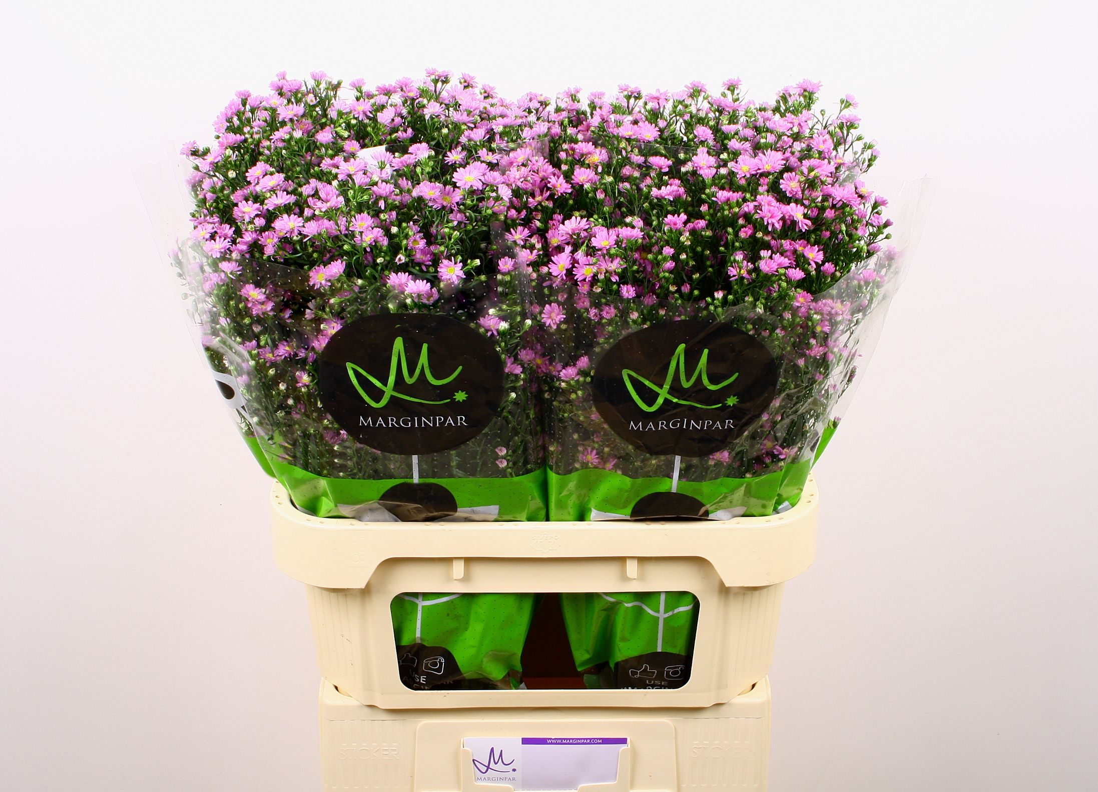 Срезанные цветы оптом Aster teeny tiny pink от 100шт. из Голландии с доставкой по России
