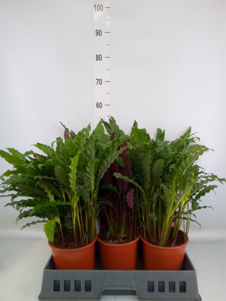 Горшечные цветы и растения оптом Calathea   ...mix от 6шт из Голландии с доставкой по России