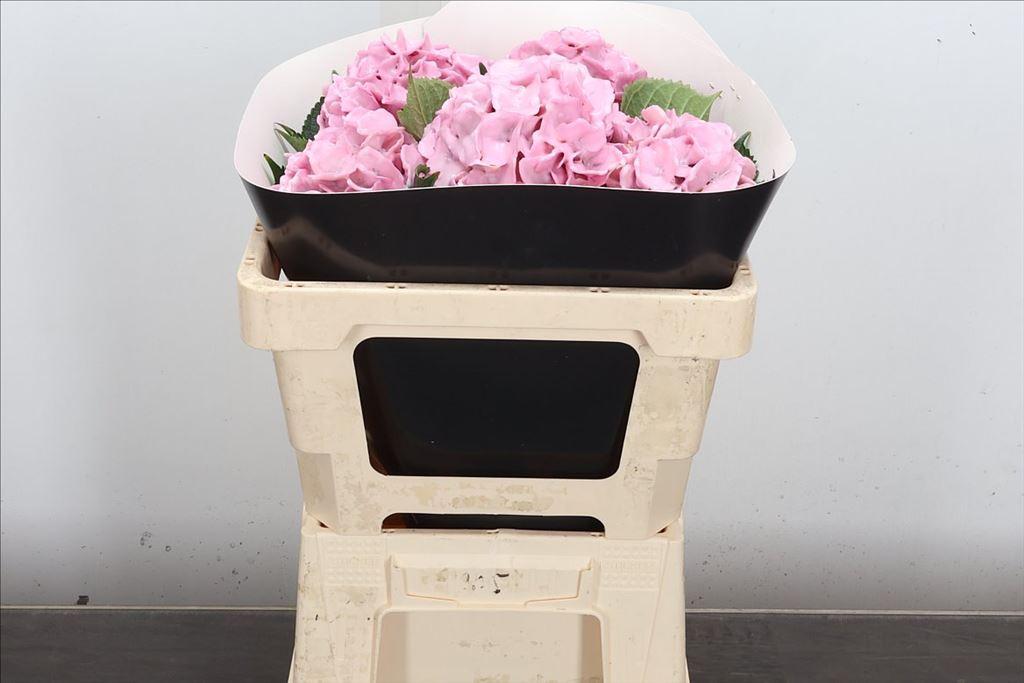 Срезанные цветы оптом Hydrangea wax oceana от 5шт из Голландии с доставкой по России