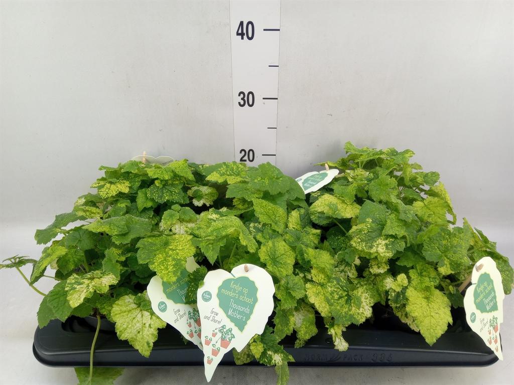 Горшечные цветы и растения оптом Tolmiea Menziesii   ...variegated от 6шт из Голландии с доставкой по России