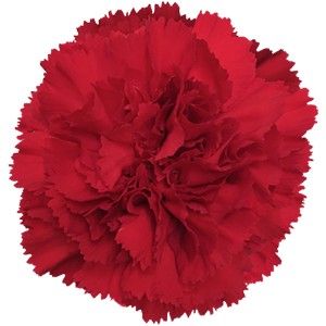 Срезанные цветы оптом Dianthus st don pedro от 240шт из Голландии с доставкой по России