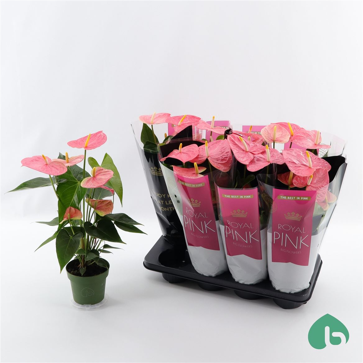 Горшечные цветы и растения оптом Anth An Royal Pink Colorado 5+ от 8шт из Голландии с доставкой по России