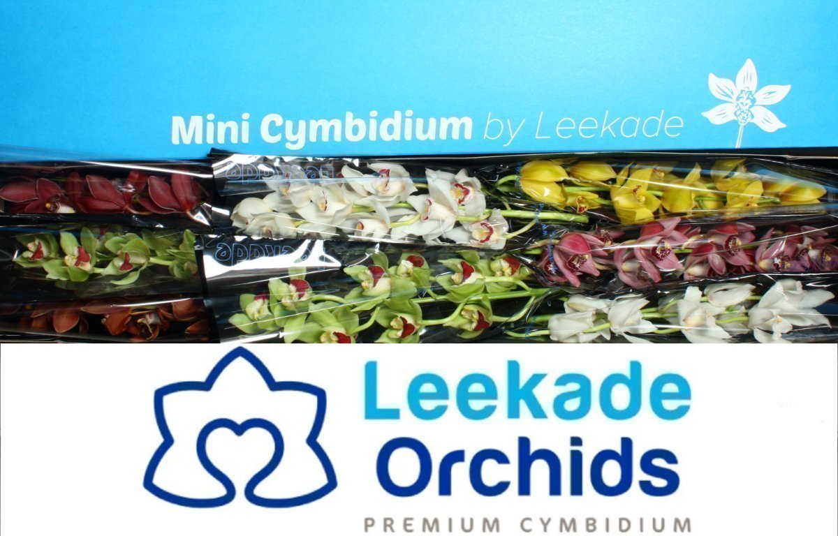 Срезанные цветы оптом Minicymbidium mix от 8шт из Голландии с доставкой по России