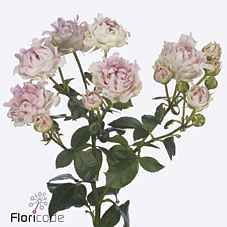 Срезанные цветы оптом Rosa sp hashtags love it от 30шт из Голландии с доставкой по России