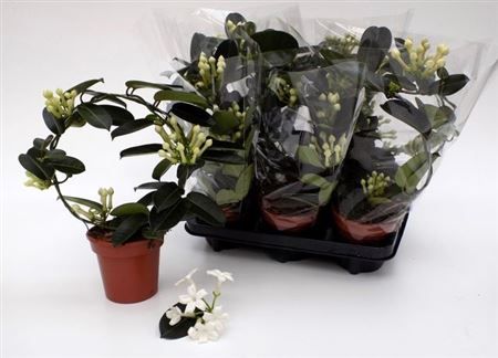 Горшечные цветы и растения оптом Steph Fl Ov 3-5+ от 8шт из Голландии с доставкой по России