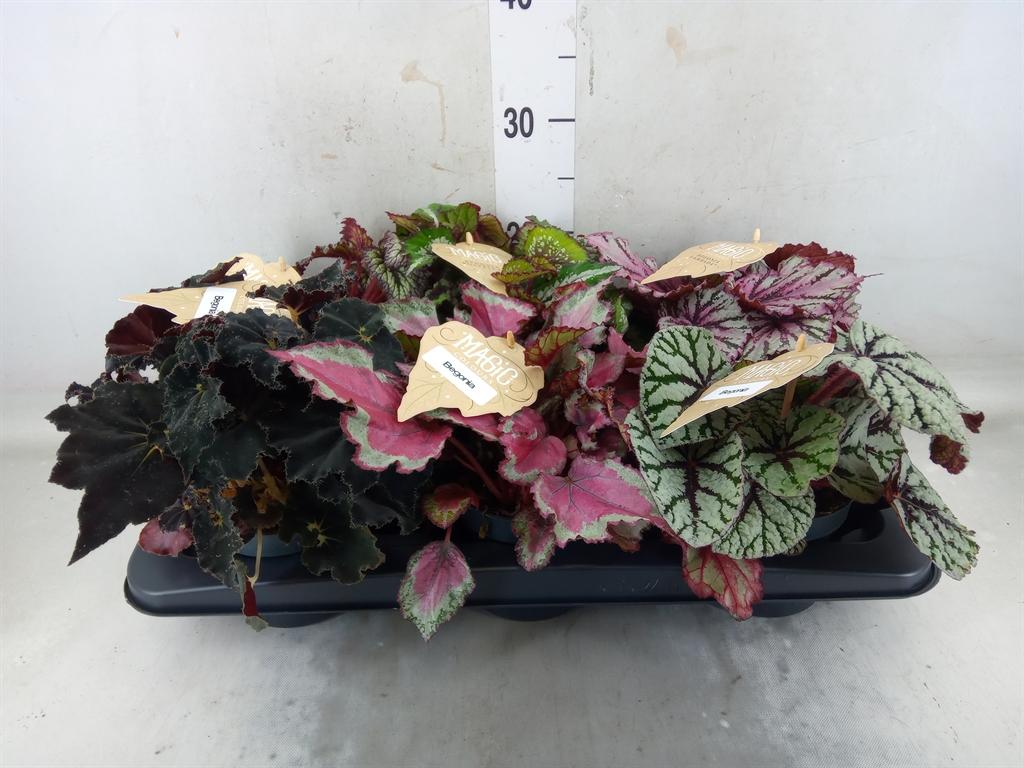 Горшечные цветы и растения оптом Begonia Bd Rex   ...mix от 6шт (для телеги) из Голландии с доставкой по России