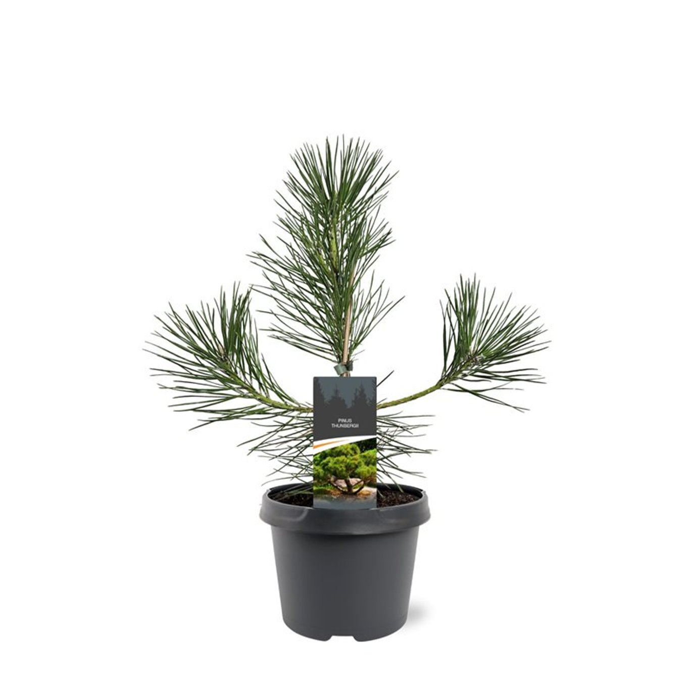 Горшечные цветы и растения оптом Pinus Thunbergii от 1шт из Голландии с доставкой по России
