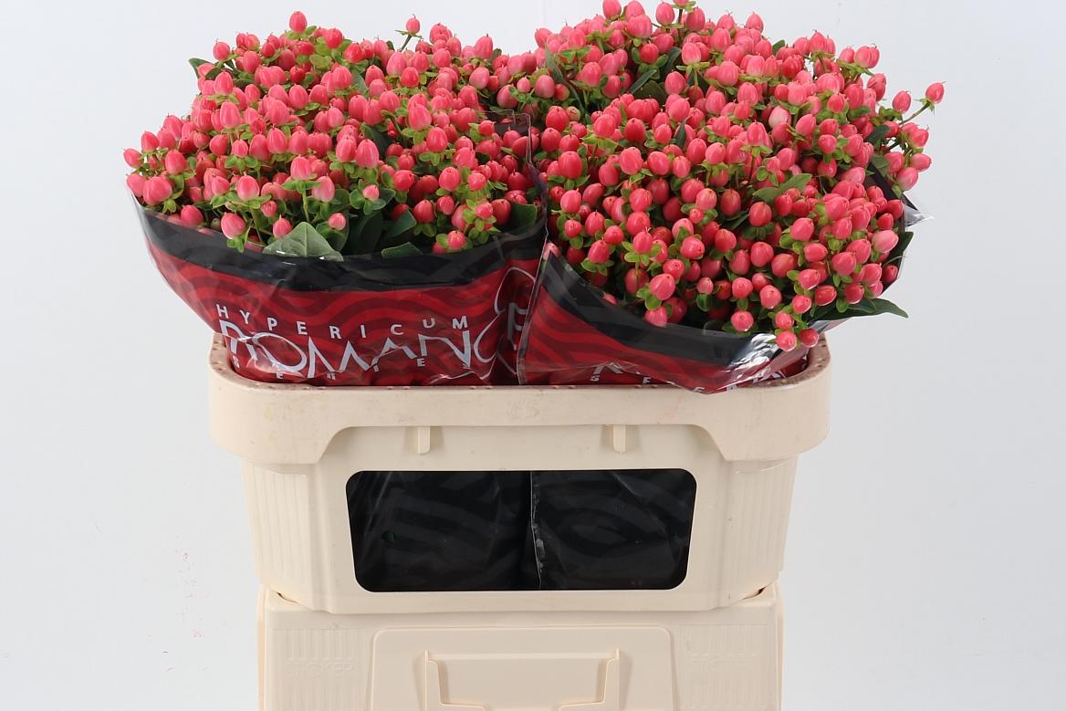Срезанные цветы оптом Hypericum sweet romance от 100шт из Голландии с доставкой по России