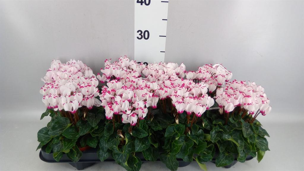 Горшечные цветы и растения оптом Cyclamen Kl absolu De Morel от 8шт (для телеги) из Голландии с доставкой по России
