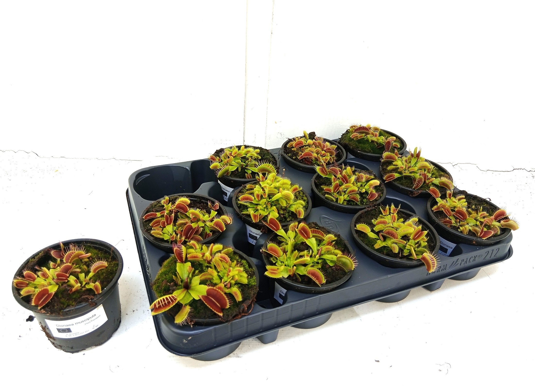 Горшечные цветы и растения оптом Dionaea Muscipula от 12шт (для телеги) из Голландии с доставкой по России